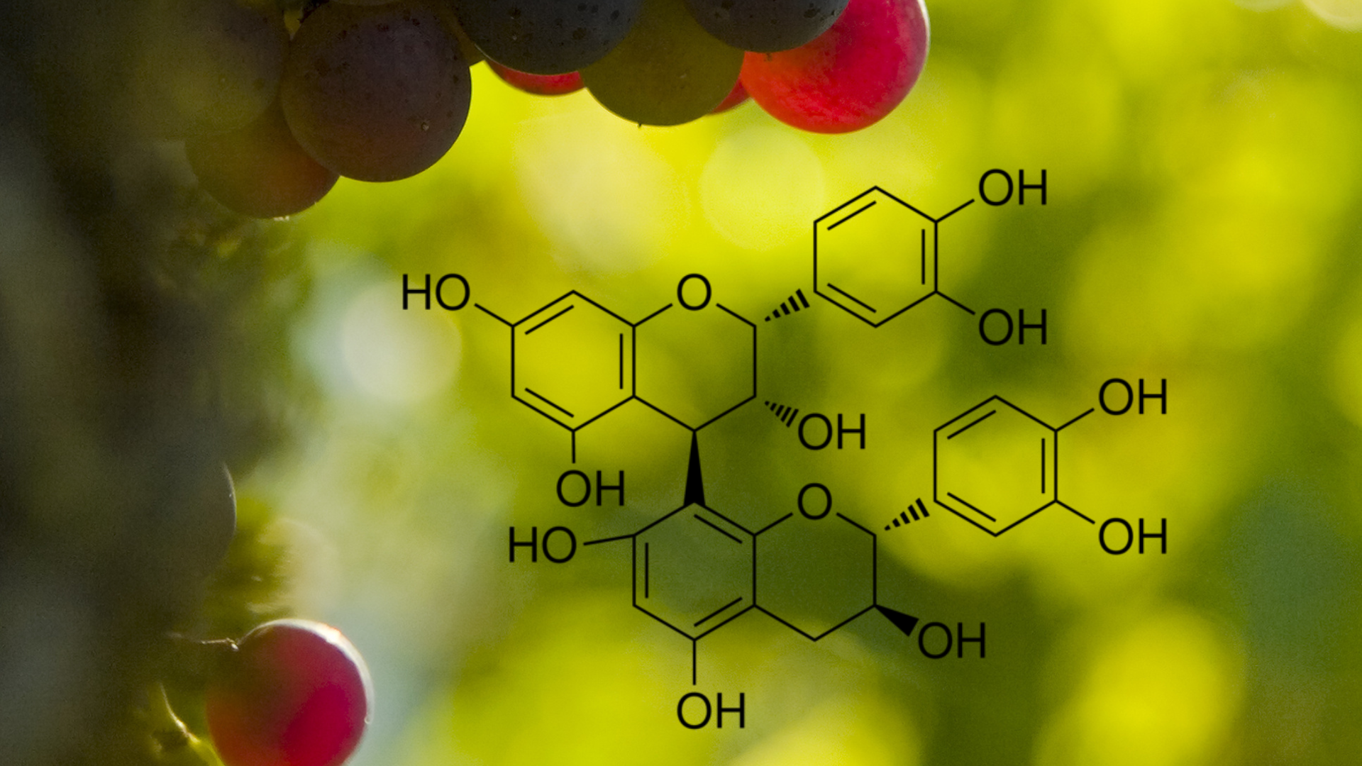 opc de raisins dans Robulife Mitochondrix